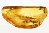 Five Detailed Fossil Fungus Gnats In Baltic Amber #288631-1